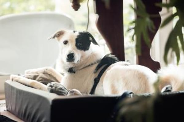 Leon - der Herzensbrecher