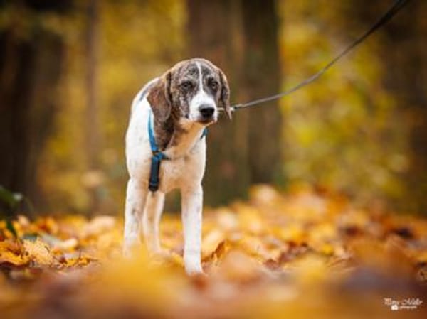 Dario wartet sehnsüchtig auf Sie