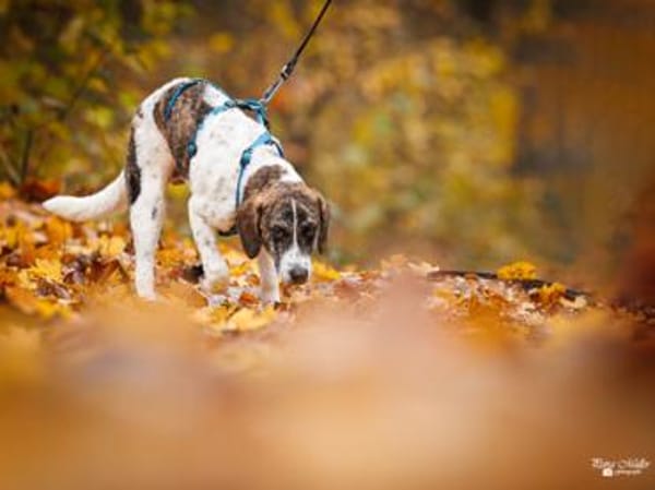 Dario wartet sehnsüchtig auf Sie