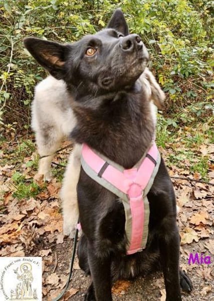 Mia  eine echte Schmusemaus