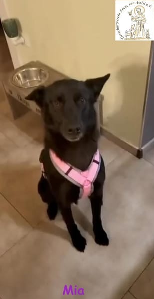 Mia  eine echte Schmusemaus