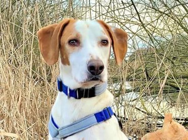 NATALE - Traumhund auf PS in Hessen