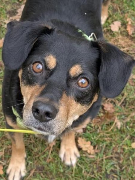 Juro wartet in 91207 Lauf!