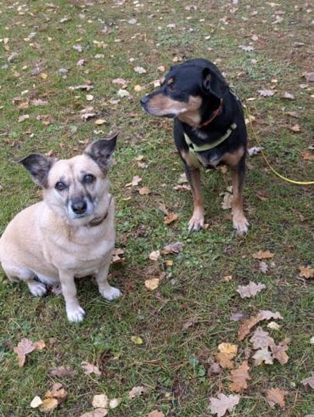 Juro wartet in 91207 Lauf!