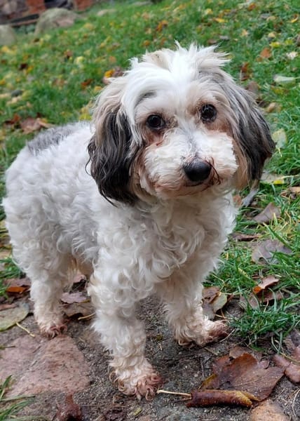 Lumi sucht ihr Traumschloss zu zweit