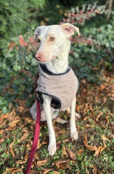 Stella sucht ihren Traumhimmel