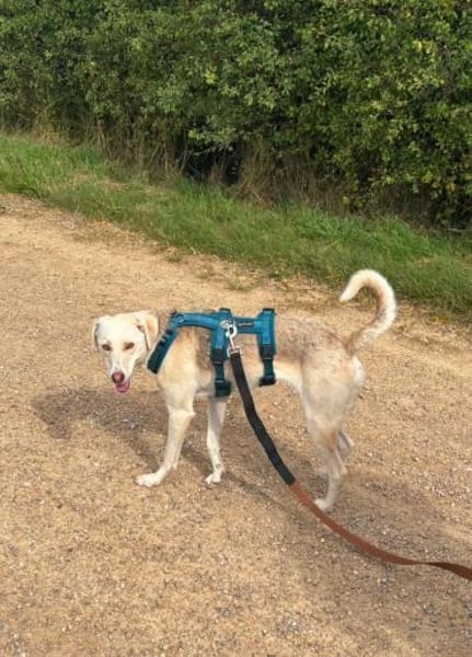 Stella sucht ihren Traumhimmel