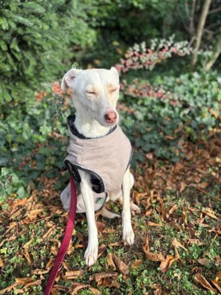 Stella sucht ihren Traumhimmel