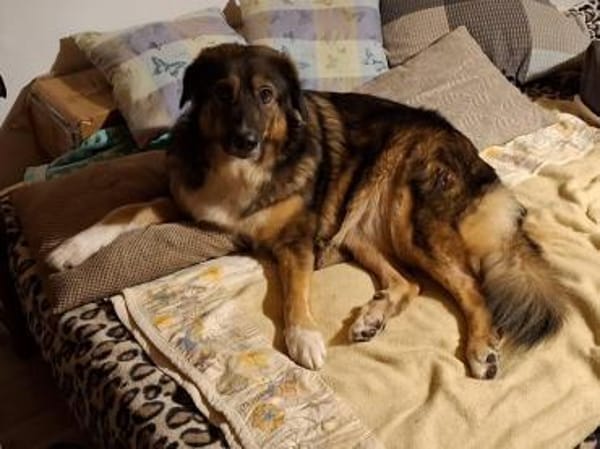 Sensible Coco sucht ihre Menschen