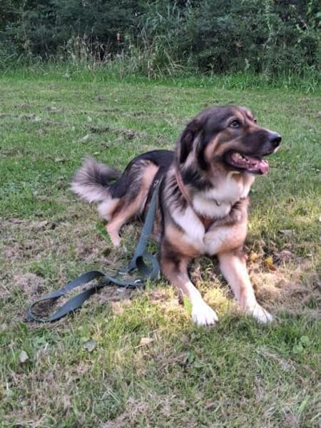 Sensible Coco sucht ihre Menschen