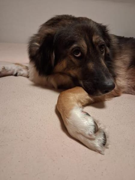 Sensible Coco sucht ihre Menschen