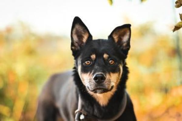 Isabella im Tierheim Lüdinghausen