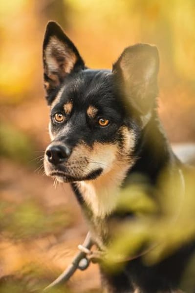 Isabella im Tierheim Lüdinghausen