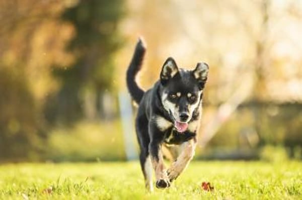 Isabella im Tierheim Lüdinghausen