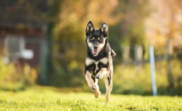Isabella im Tierheim Lüdinghausen