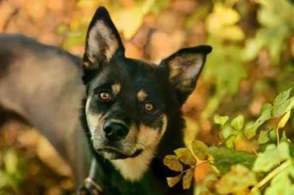 Isabella im Tierheim Lüdinghausen