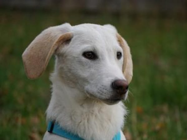 Bachisio möchte Ihnen Freude bereiten