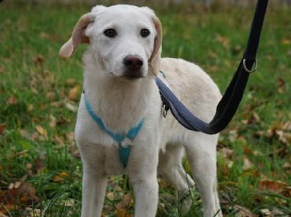 Bachisio möchte Ihnen Freude bereiten