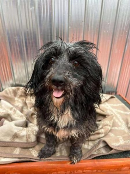 🐾❤ DANA, ca. 1 Jahr, ca.35-38 cm.