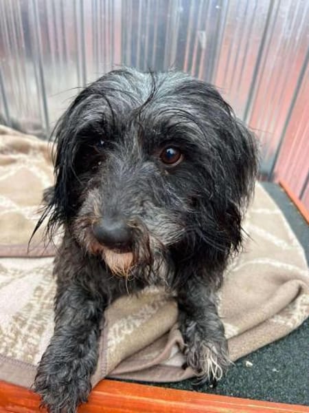 🐾❤ DANA, ca. 1 Jahr, ca.35-38 cm.