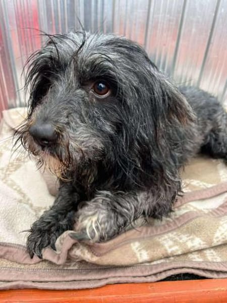 🐾❤ DANA, ca. 1 Jahr, ca.35-38 cm.