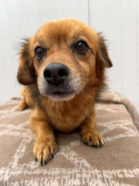 ❤🐾 Dackelchen KONRAD, 3-4 Jahre.