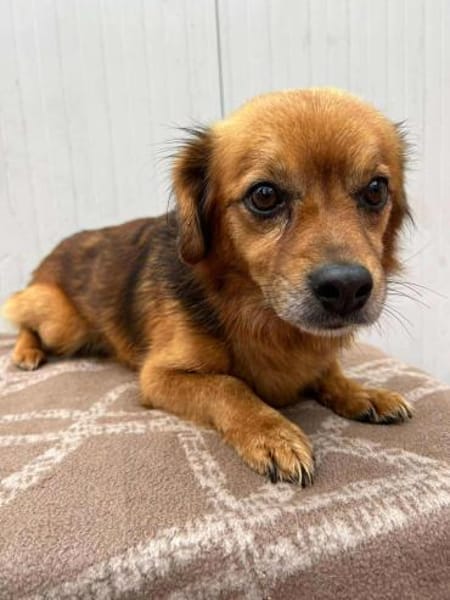 ❤🐾 Dackelchen KONRAD, 3-4 Jahre.