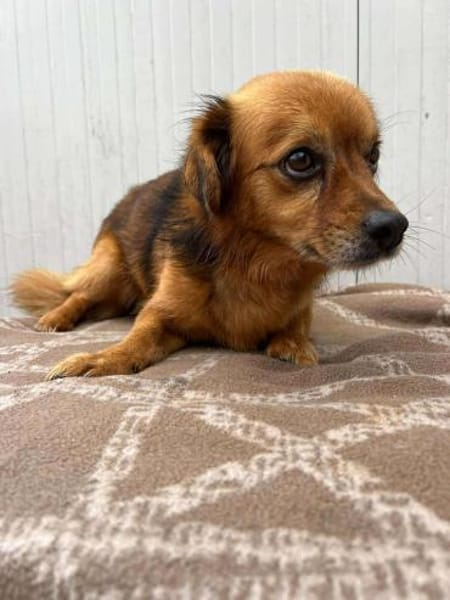 ❤🐾 Dackelchen KONRAD, 3-4 Jahre.