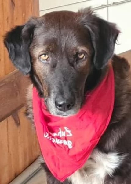 Isla- Ruhige Hündin mit sanftem Wesen