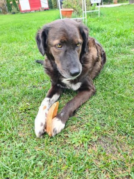 Isla- Ruhige Hündin mit sanftem Wesen