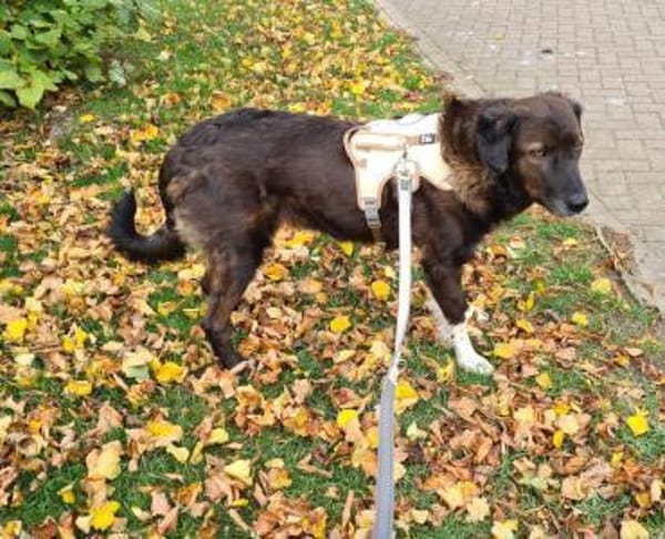 Isla- Ruhige Hündin mit sanftem Wesen