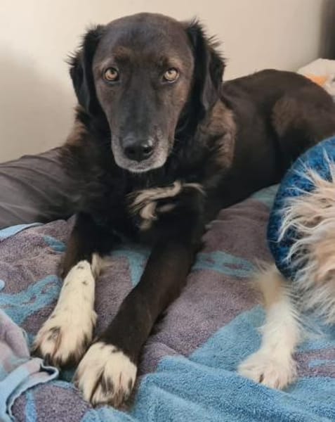 Isla- Ruhige Hündin mit sanftem Wesen