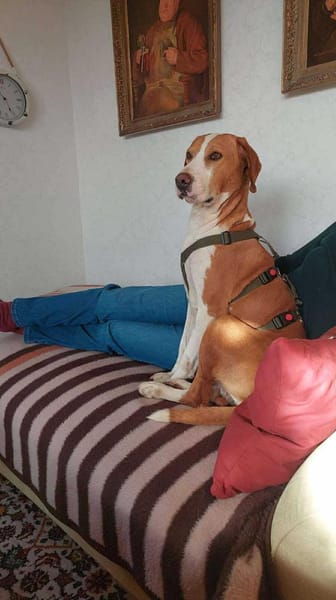 Neo Bracke Mischling Rüde sucht Heim