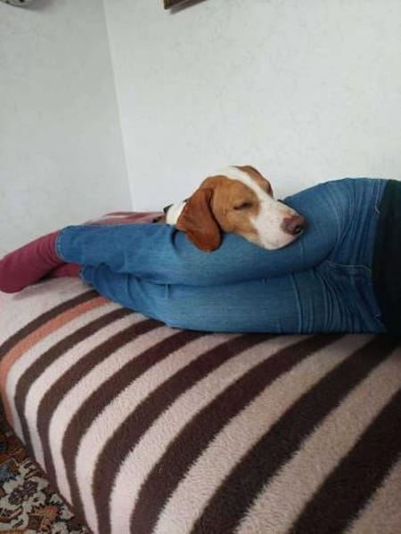 Neo Bracke Mischling Rüde sucht Heim