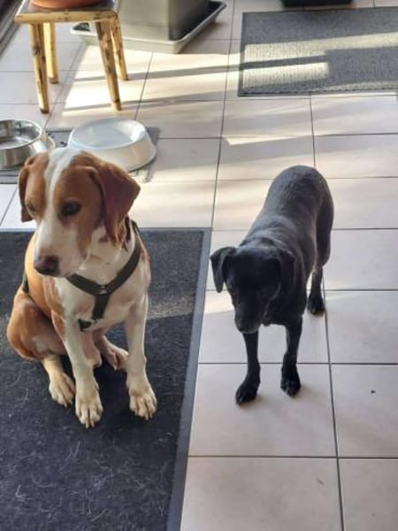 Neo Bracke Mischling Rüde sucht Heim