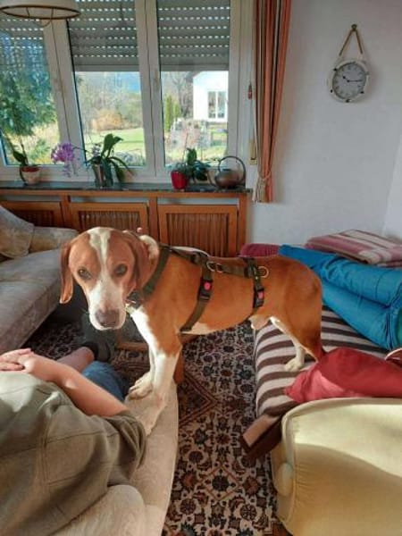 Neo Bracke Mischling Rüde sucht Heim