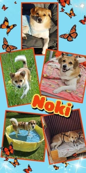 Dreibeinchen Noki braucht Hilfe!