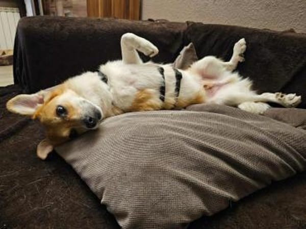 Dreibeinchen Noki braucht Hilfe!