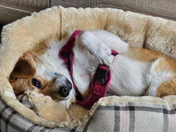 Dreibeinchen Noki braucht Hilfe!