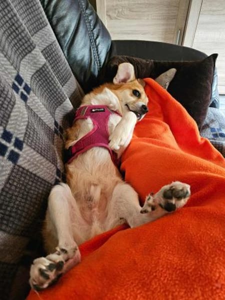 Dreibeinchen Noki braucht Hilfe!