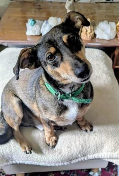 Schmuser Quincy auf Körbchensuche!