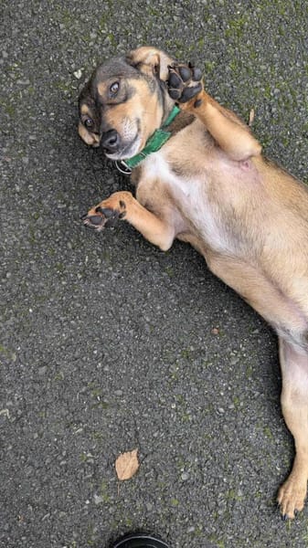 Schmuser Quincy auf Körbchensuche!