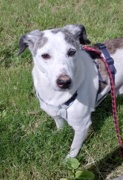 Lillo💙💙💙 Eine liebevolle Seele