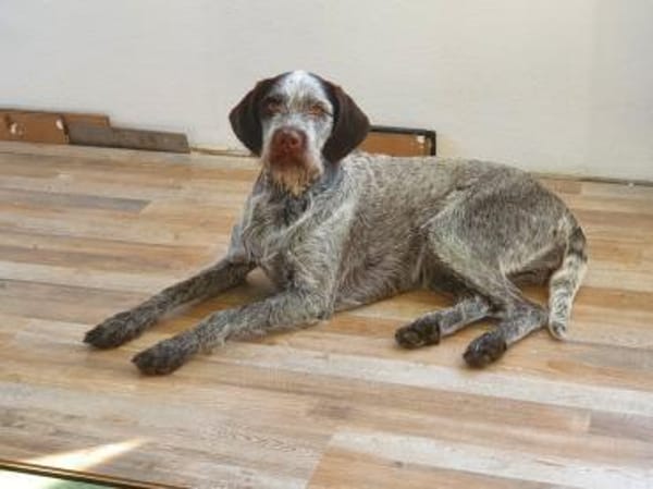 Drahthaar Hündin Zora