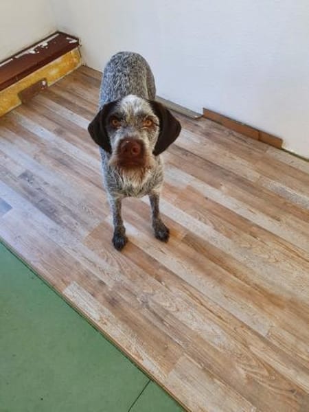 Drahthaar Hündin Zora