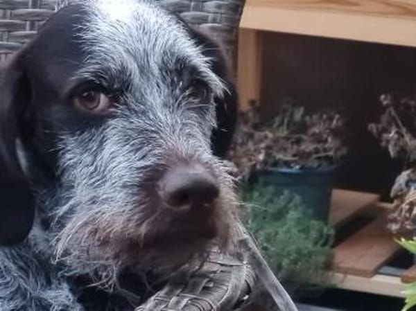 Drahthaar Hündin Zora