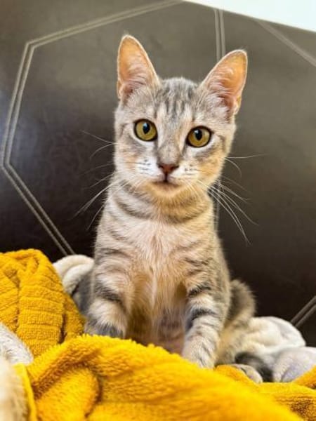 Ella 🐾  bringt dich zum Lächeln