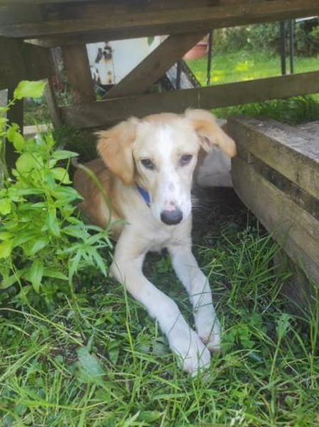 Chicco  💜💜💜 sucht Happy-Home