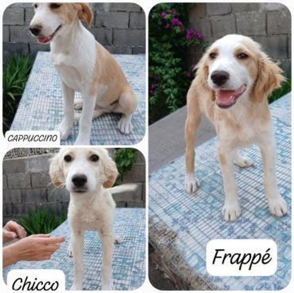 Chicco  💜💜💜 sucht Happy-Home