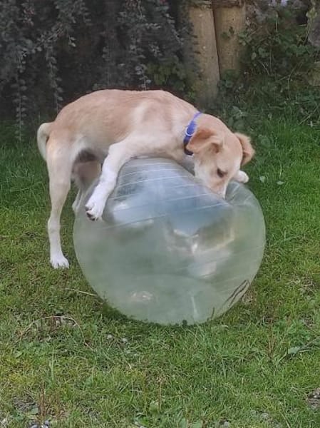 Chicco  💜💜💜 sucht Happy-Home